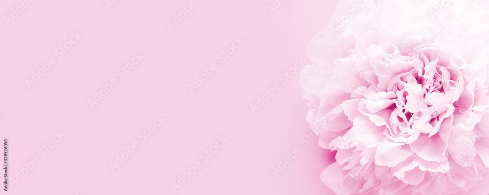 Flower of pink peony on pink background. Copy space for text or design