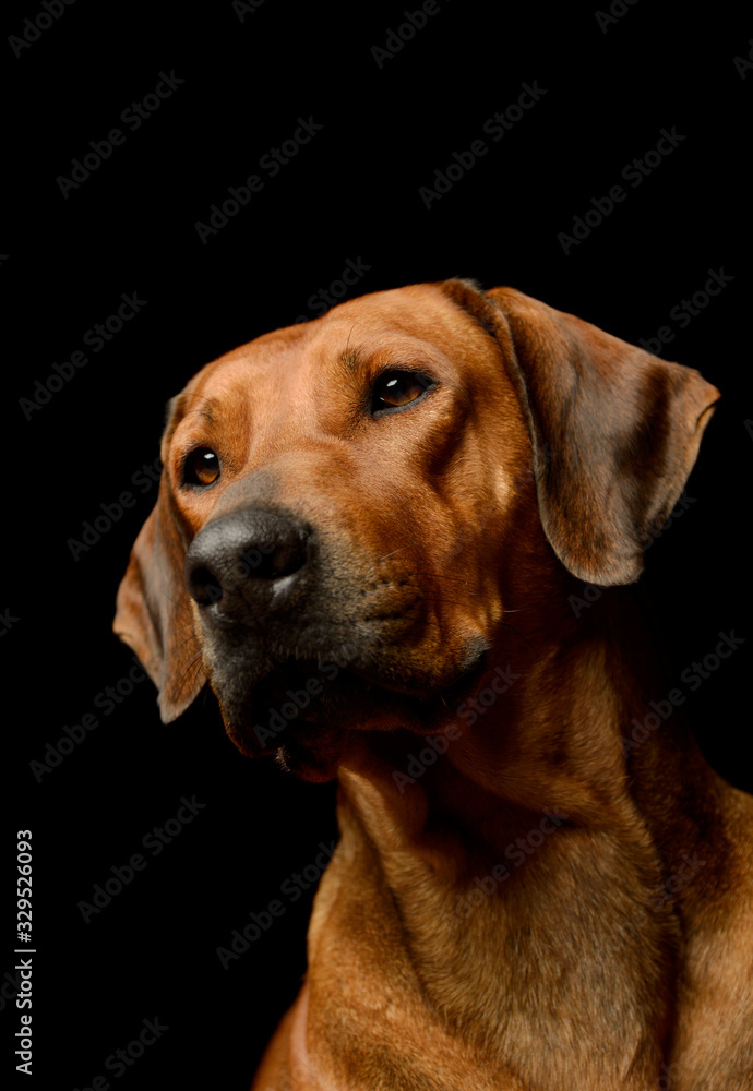 Portrait of a lovely rhodesian ridgeback Portrait of a lovely rhodesian ridgeback