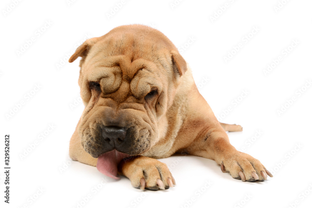 Studio shot of an adorable Shar pei