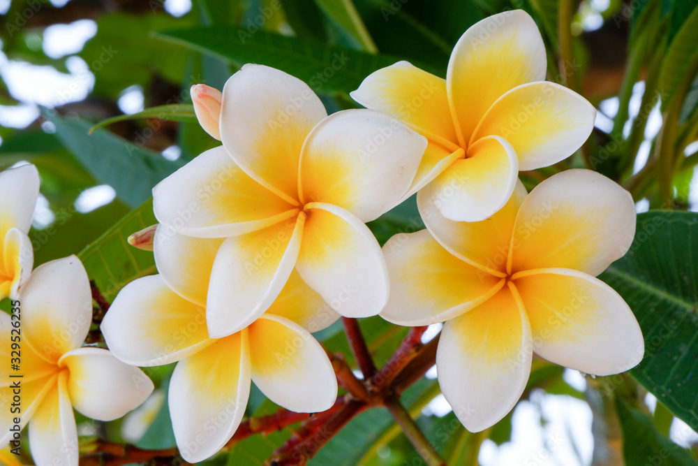 white and yellow frangipani flowers with natural background white and yellow frangipani flowers with natural background