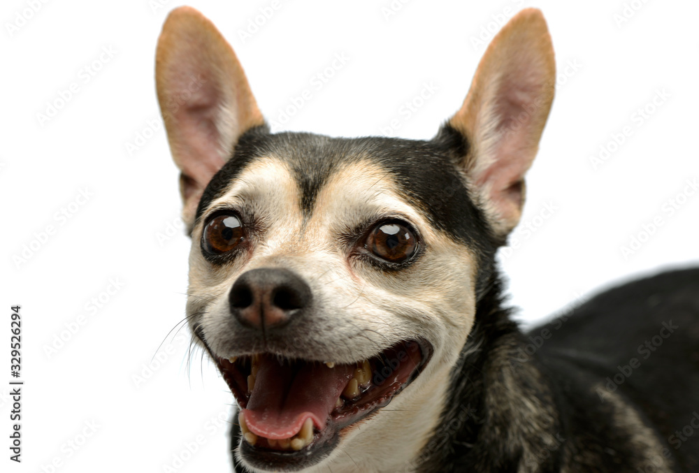 Portrait of an adorable mixed breed dog