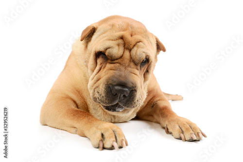 Studio shot of an adorable Shar pei