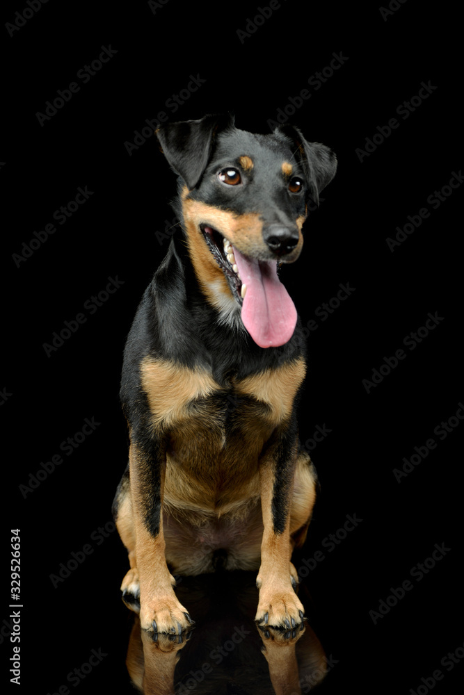 Fototapeta premium Studio shot of an adorable Jack Russell Terrier puppy