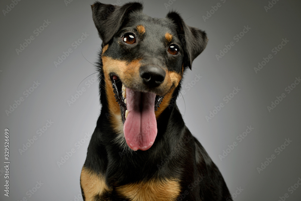 Portrait of an adorable Jack Russell Terrier Portrait of an adorable Jack Russell Terrier