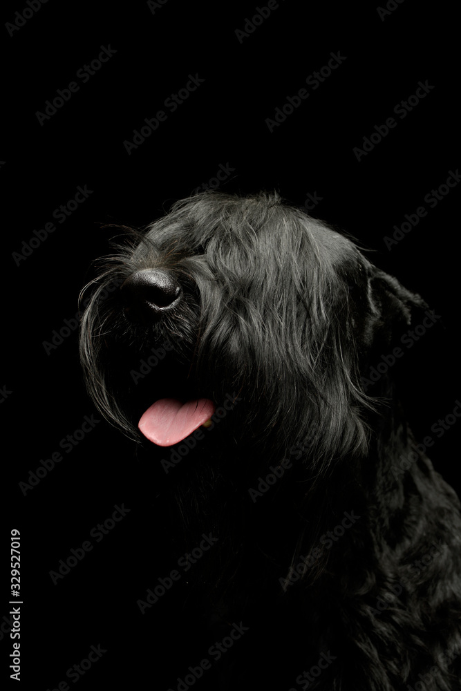 Portrait of an adorable Schnauzer Portrait of an adorable Schnauzer