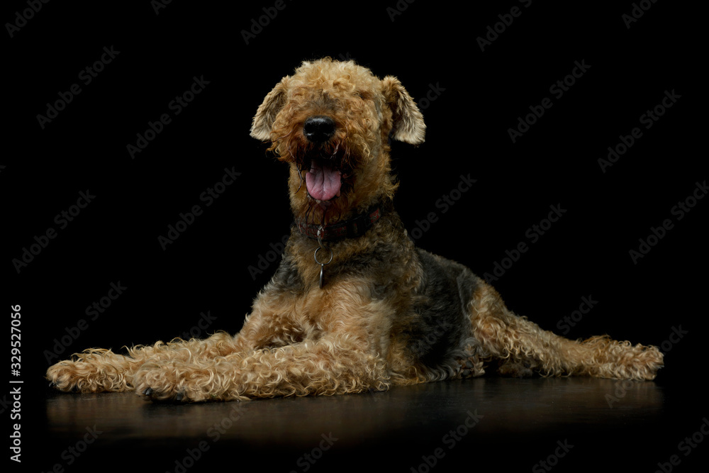 Studio shot of a beautiful Airedale Terrier Studio shot of a beautiful Airedale Terrier