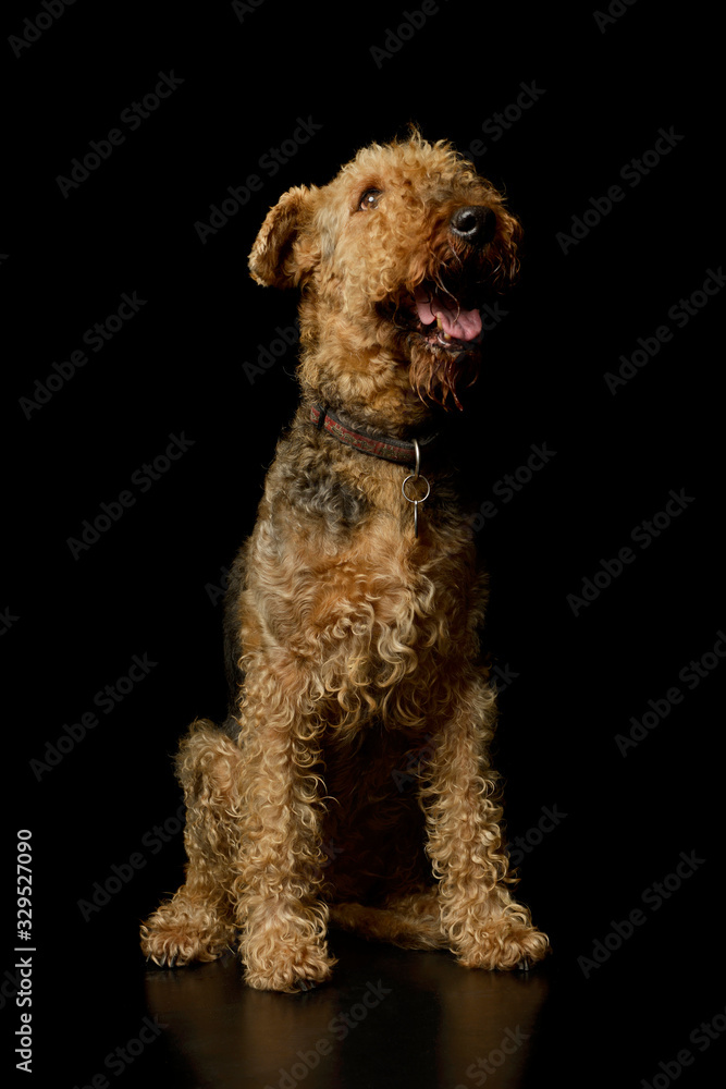Studio shot of a beautiful Airedale Terrier Studio shot of a beautiful Airedale Terrier