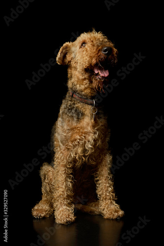 Studio shot of a beautiful Airedale Terrier