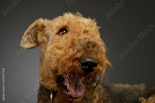 Portrait of a beautiful Airedale Terrier