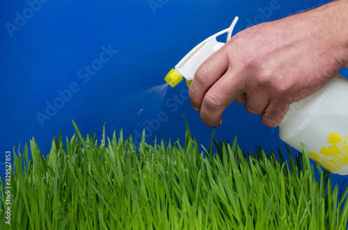 Gardener watering fresh green plant.White sprayer for plants, green plants against blue background