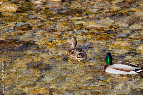 Male and female mallard duck in the river © klemen
