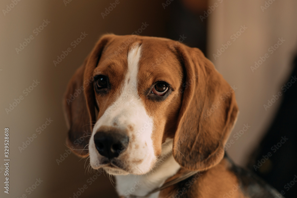 beautiful hunting dog. dog with long ears