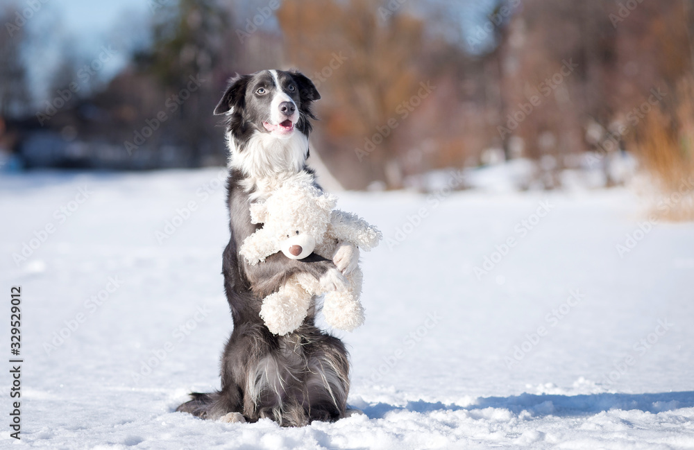 A border collie puppy in a snowy winter in the forest on a lake, in the sunlight, sits and hugs a toy