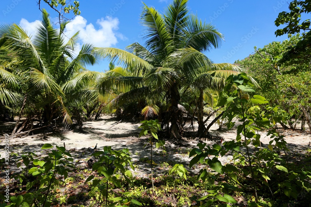 Fototapeta premium île Curieuse, Seychelles