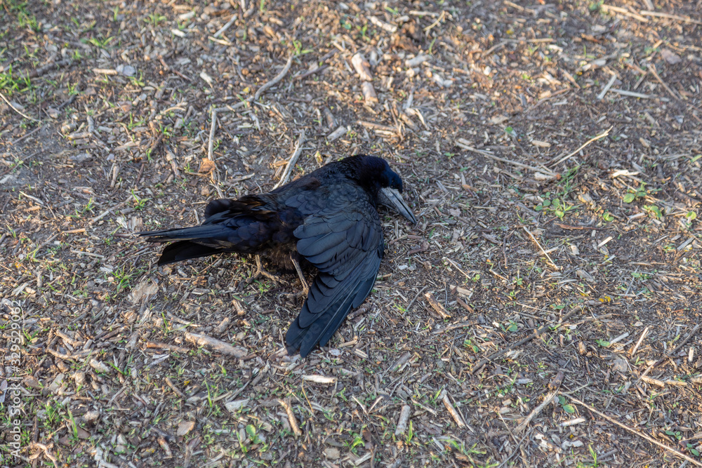 Dead bird crow in green grass. Bird flu. Corpse of wild bird. Avian