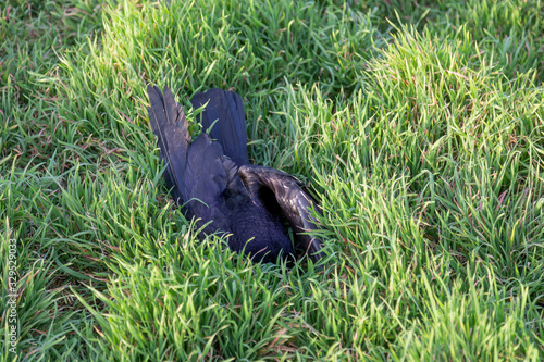 Dead bird crow in green grass. Bird flu. Corpse of wild bird. Avian influenza Grippus avium. Dangerous to humans virus among wild and domestic animals