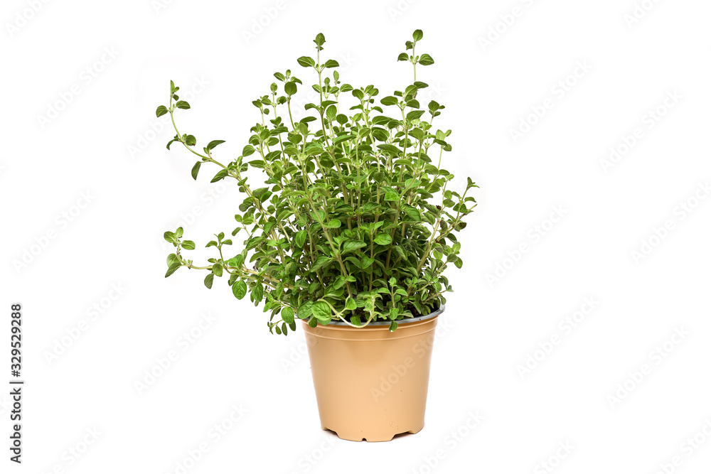 Oregano growing in basket on white background isolated Oregano growing in basket on white background isolated