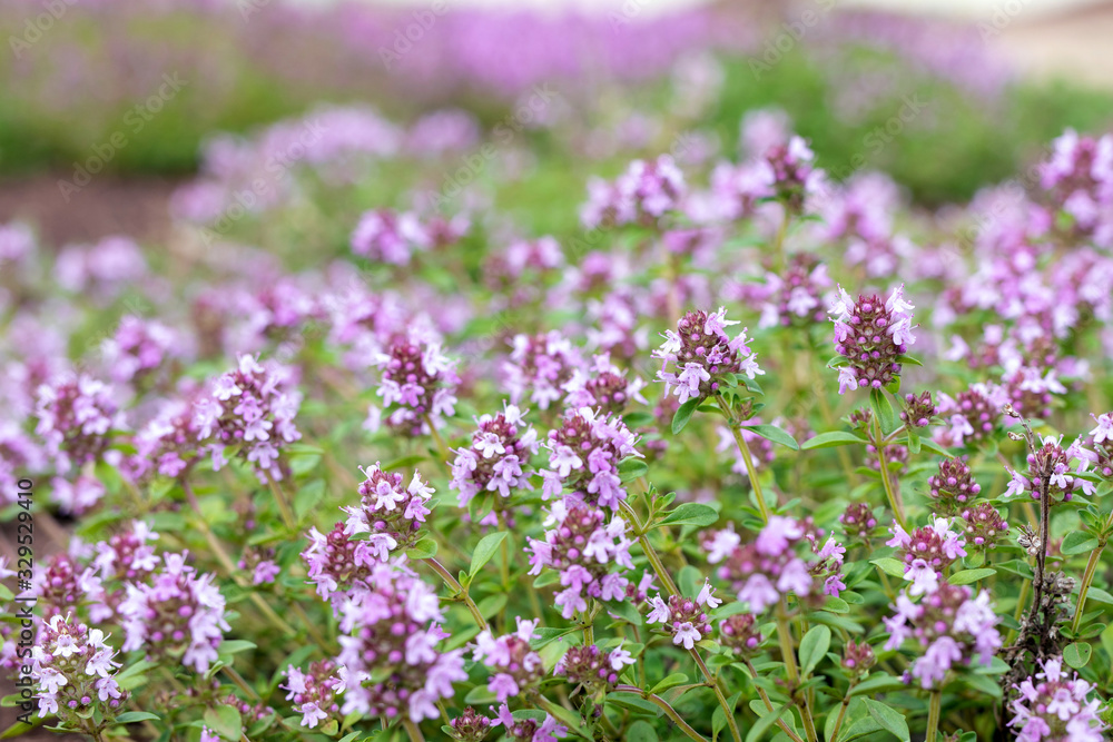Blooming Breckland Thyme in nature background. Fresh green Thymus Serpyllum herbs with pink flowers in garden