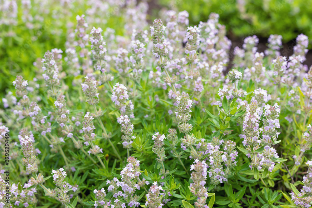 Wild thyme bush of purple flowers of aromatic herb from family Lamiaceae Wild thyme bush of purple flowers of aromatic herb from family Lamiaceae