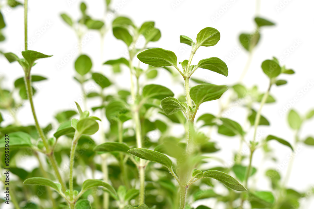 Oregano plant with green leaves growing on white background isolated