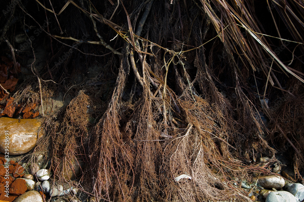 Grunge nature background. Old brown roots. Grunge brown background. Copy space. Grunge nature background. Old brown roots. Grunge brown background. Copy space.