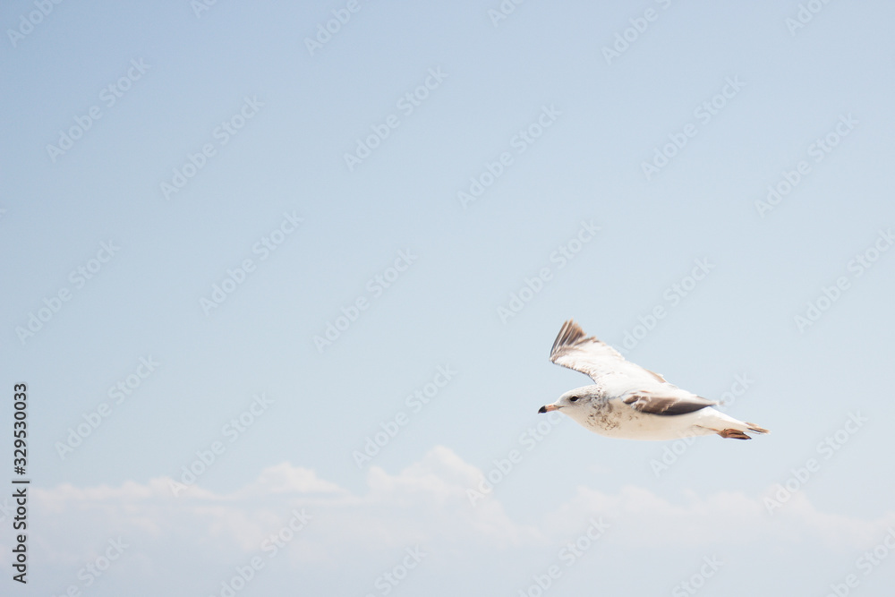 Fototapeta premium bird fly over the ocean on a blue background with clouds