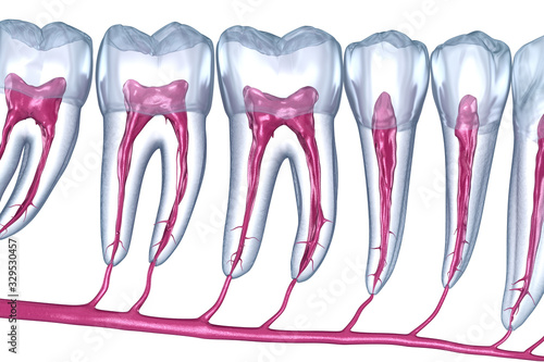 Dental root anatomy, Xray view. Medically accurate dental 3D illustration photo