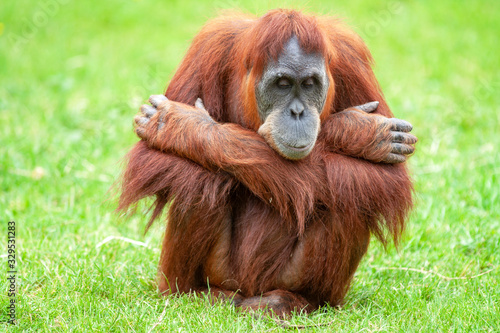 Orang-outan de face en gros plan
