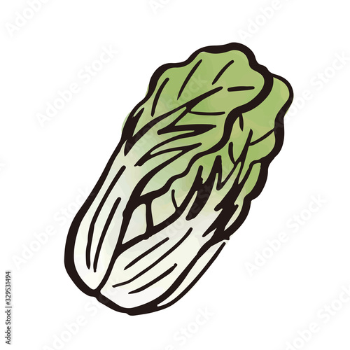 Obraz na płótnie 野菜：白菜（水彩・筆）