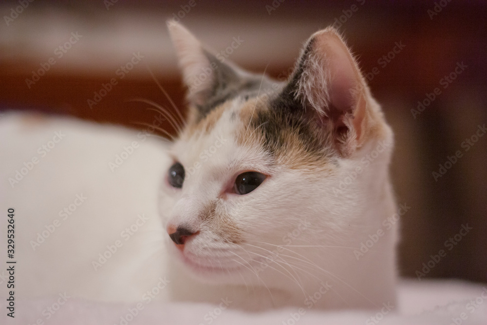 Closeup portrait of a beautiful young white cat