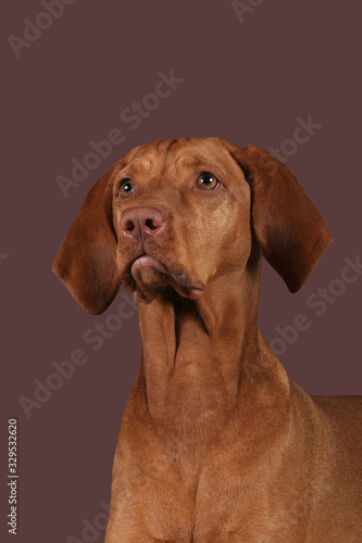 Hund (Vizsla) vor farbigem Hintergrund