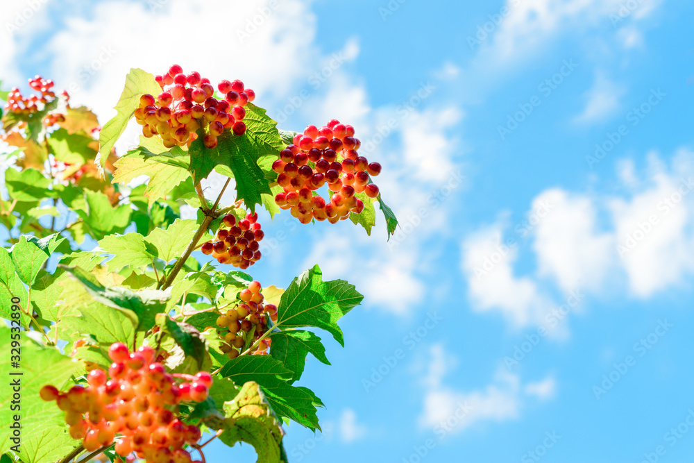 Branches of viburnum berries against the blue sky