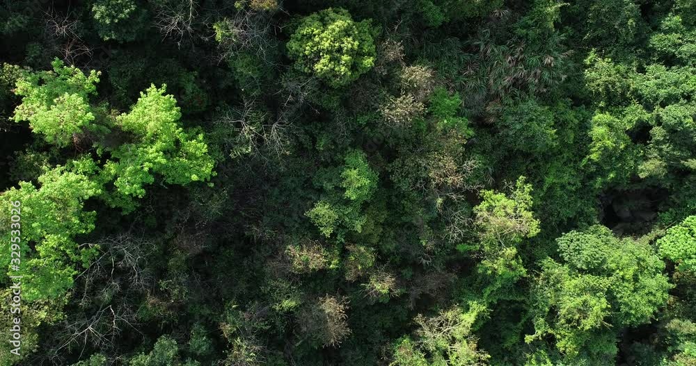 Drone aerial view of green forest from top Drone aerial view of green forest from top