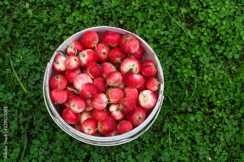 A white bucket with red apples stands on green grass. Harvesting. Fruit from the garden. photo