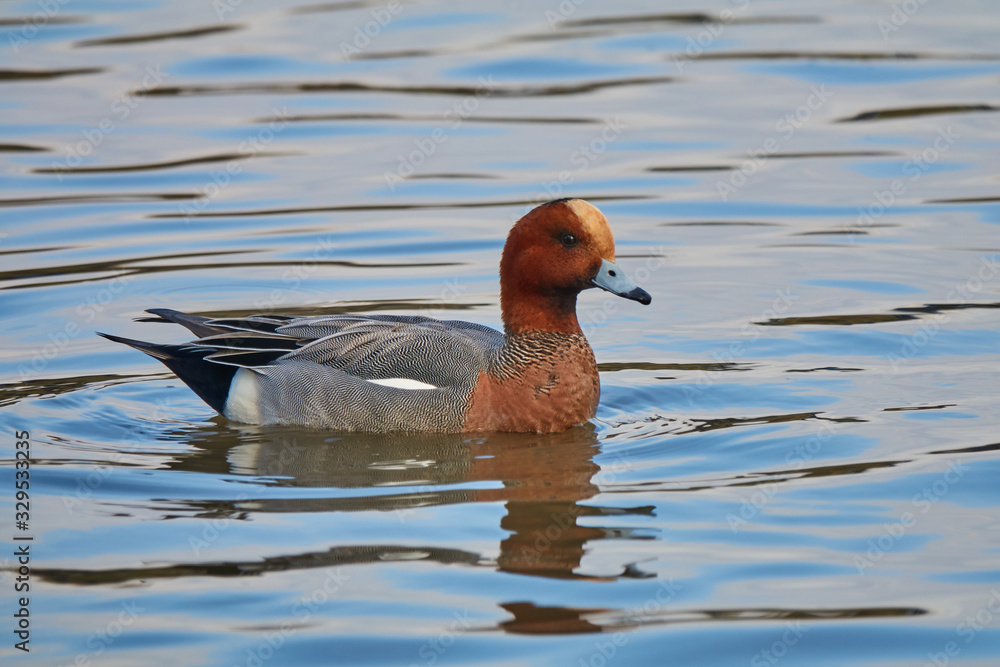 Duck Eurasian Wigeon or Widgeon (Mareca penelope) male. Wigeon floats in the water, close up. The blue sky is reflected in the water. Early spring Duck Eurasian Wigeon or Widgeon (Mareca penelope) male. Wigeon floats in the water, close up. The blue sky is reflected in the water. Early spring