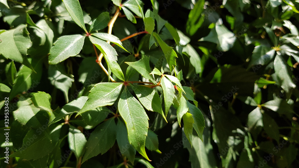 Fototapeta premium Branch of a tree. Texture of climbing plant leaves closeup. Fresh green luxuriant foliage of wild grapevine. Summer nature in park.