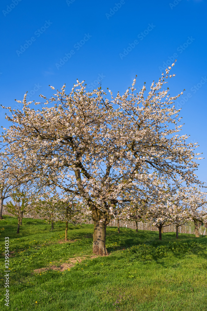 Blühender Kirschbaum in Wiesbaden/Deutschland an einem sonnigen Frühlingstag Blühender Kirschbaum in Wiesbaden/Deutschland an einem sonnigen Frühlingstag
