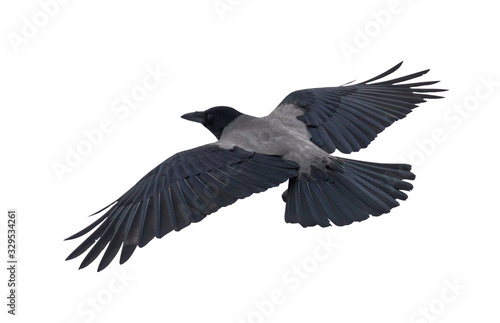 grey large isolated crow flight