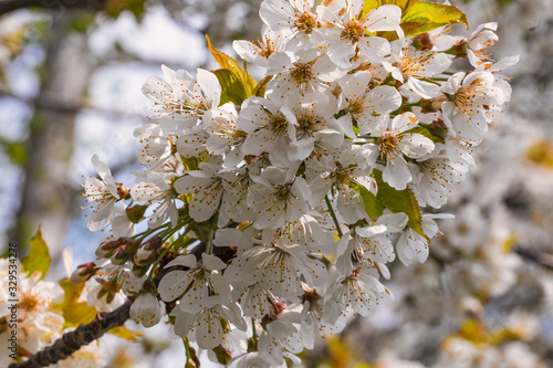 Nahaufnahme von Kirschblüten in Wiesbaden/Deutschland an einem sonnigen Frühlingstag