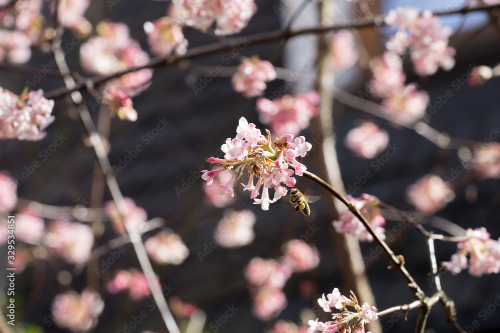 Closeup of flowering Viburnum shrub with honey bee (Apis mellifera) in early spring Closeup of flowering Viburnum shrub with honey bee (Apis mellifera) in early spring