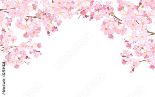 桜のアーチ型フレーム　水彩イラスト