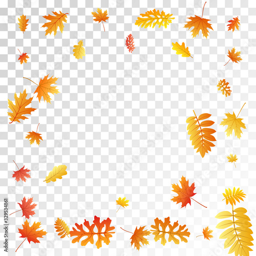 Oak, maple, wild ash rowan leaves vector, autumn foliage on transparent background.