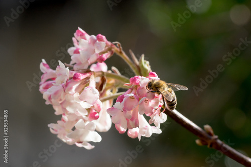 Closeup of honey bee (Apis mellifera) on Viburnum flowers in early spring photo