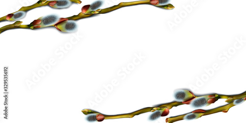 Willow branches with fluffy catkins. Vector image in the corner on a white background