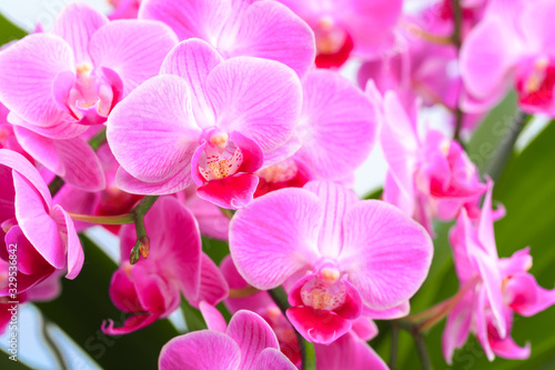 Pink orchid close up view  background. - Image © Fototocam