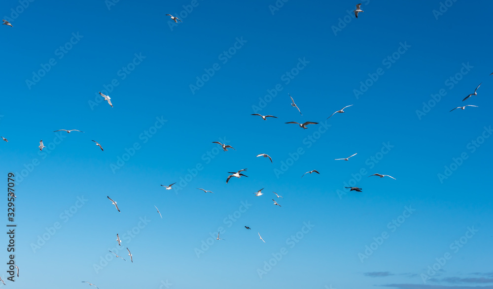 Birds over a Baltic Sea Beach on a Sunny Day