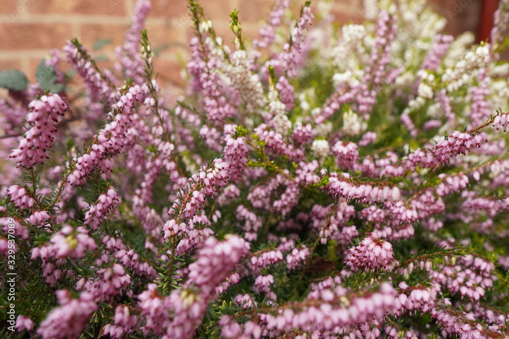 Obraz premium flowers in the garden