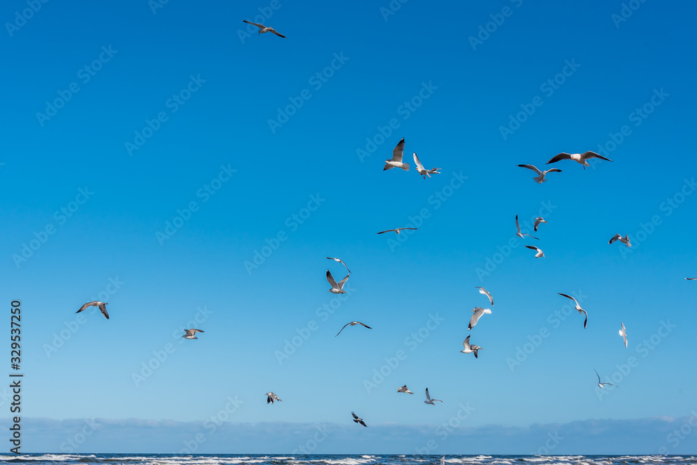 Birds over a Baltic Sea Beach on a Sunny Day