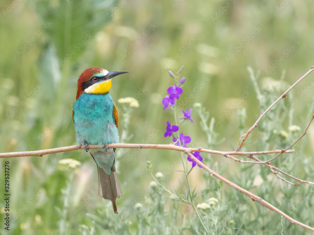 European Bee-eater, beautiful colored bird sitting on a twig in a green background, Merops apiaster, Dobrogea, Romania European Bee-eater, beautiful colored bird sitting on a twig in a green background, Merops apiaster, Dobrogea, Romania