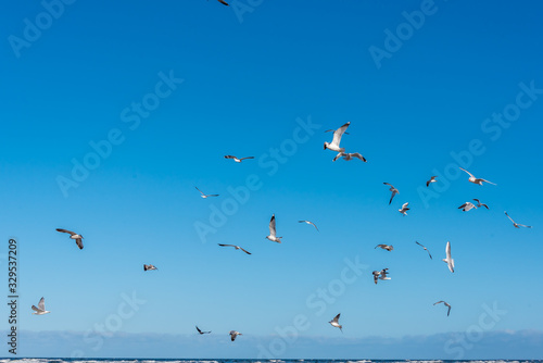 Birds over a Baltic Sea Beach on a Sunny Day